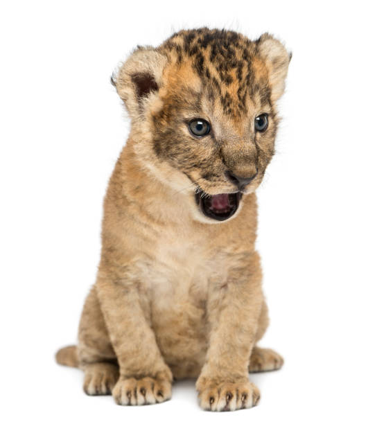 istock Lion cub sitting, roaring, 16 days old, isolated on white 944275482
