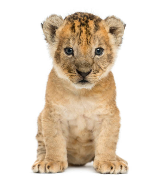 istock Lion cub sitting, looking at the camera, 16 days old, isolated on white 944275650