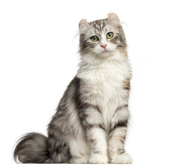 istock Front view of an American Curl sitting, looking at the camera, isolated on white 944275676