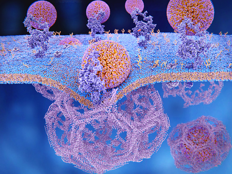 The binding of LDL particles to the LDL receptors mediates the endocytosis of the particles through clathrin coated vesicles, which a then processed in the inner cell.