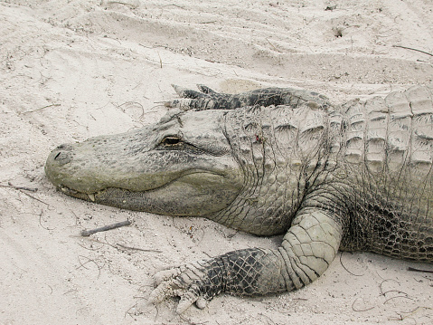 Close-up of one large sized captive American Alligators (A. mississippiensis)  sunning himself on a sand beach