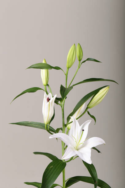 istock a fragment of white lilies ' bunch on a white background 944282416