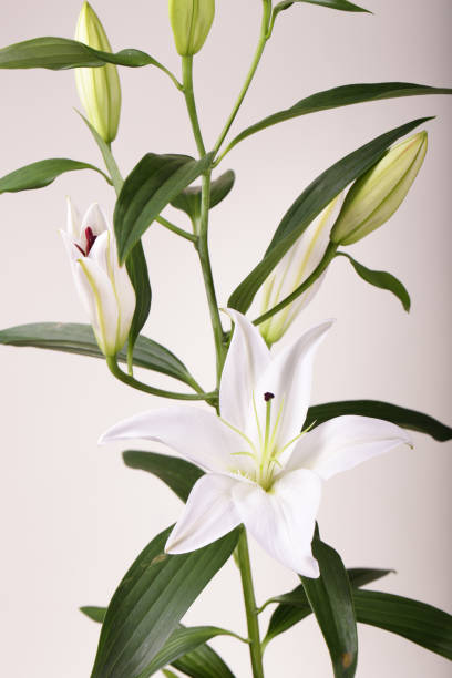 istock a fragment of white lilies ' bunch on a white background 944282510