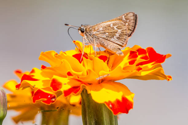 Wallengrenia egeremet, the Northern Broken-Dash, feeding at some flowers.