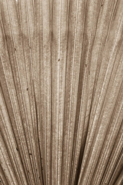 istock White Elephant Palm in Sepia Tone 944285694