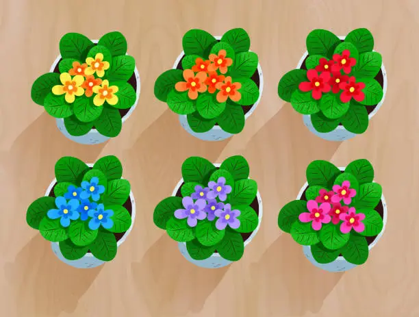 Vector illustration of Top view vector collection of flowers in pot