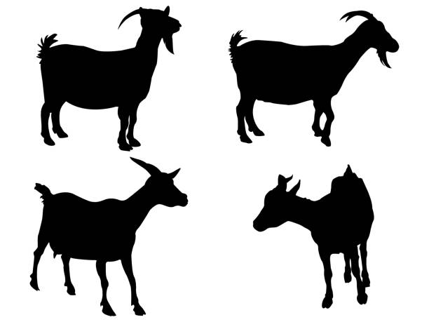 ilustrações, clipart, desenhos animados e ícones de de cabra  - goat animal black domestic animals