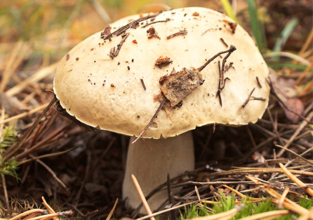 istock A beautiful, large mushroom bunny close-up.  Autumn forest. 944294326