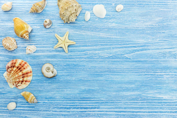 seashells with starfish on rustic wooden blue background with copy space