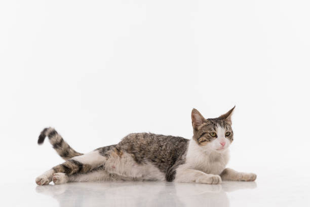 Striped european street cat