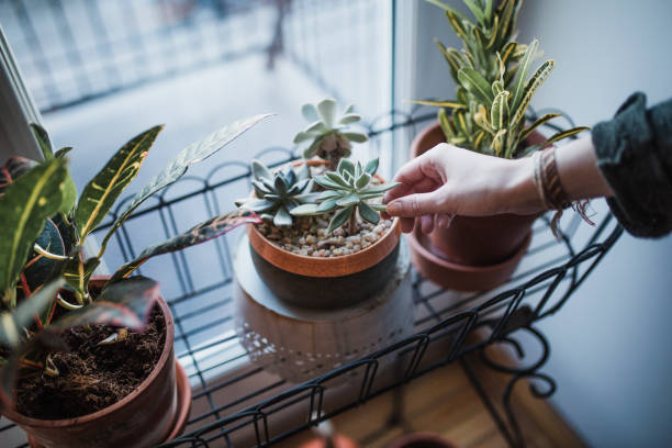 istock Succulent plants in an apartment 944299666