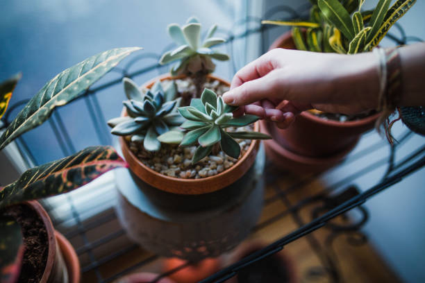 istock Succulent plants in an apartment 944299714