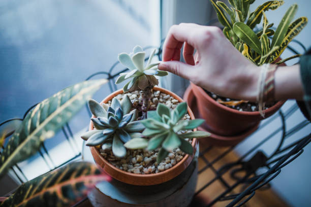 Succulent plants in an apartment plant, potted plant, decoration, house plant, home interior echeveria stock pictures, royalty-free photos & images