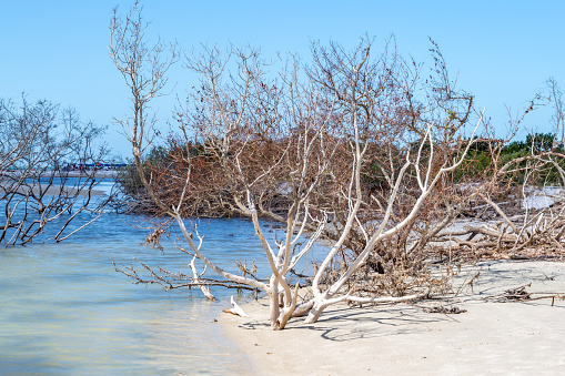 Trees growing in shallow water  on Honeymoon Island, Florida