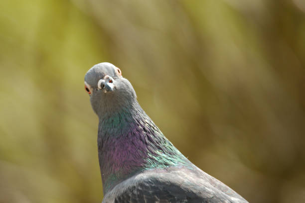 istock Portrait of a pigeon looking head on. 944300288
