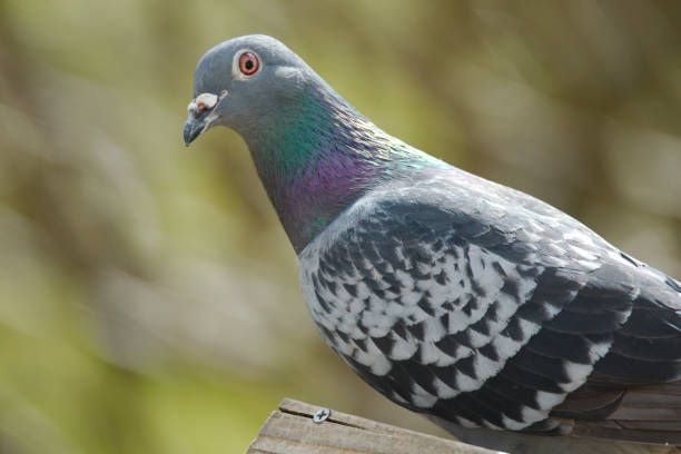Side portrait of a (rock) pigeon. Photographed; Barnstaple, Devon, UK. April 2018.