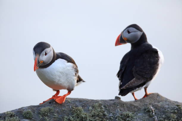 istock Atlantic Puffin or Common Puffin, Fratercula arctica, Norway 944303920