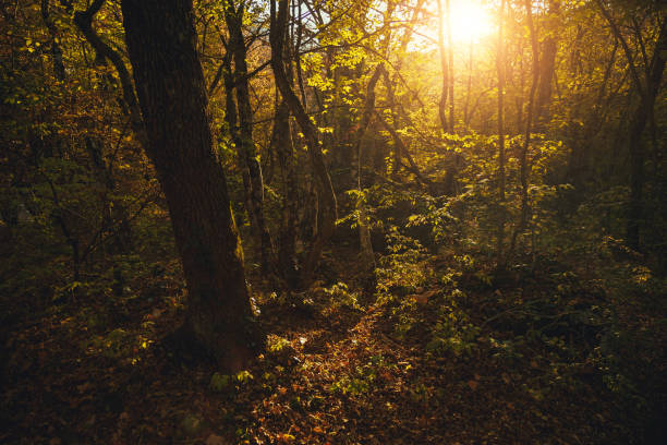 istock Collection of autumn forest. Autumn landscape 944304276