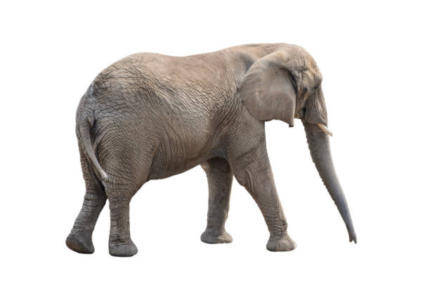 istock Big gray elephant isolated on white background. 944305082