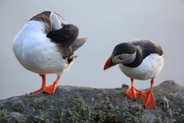 istock Atlantic Puffin or Common Puffin, Fratercula arctica, Norway 944305610