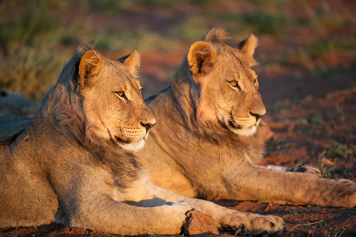 Two young male lions resting in the cool evening light