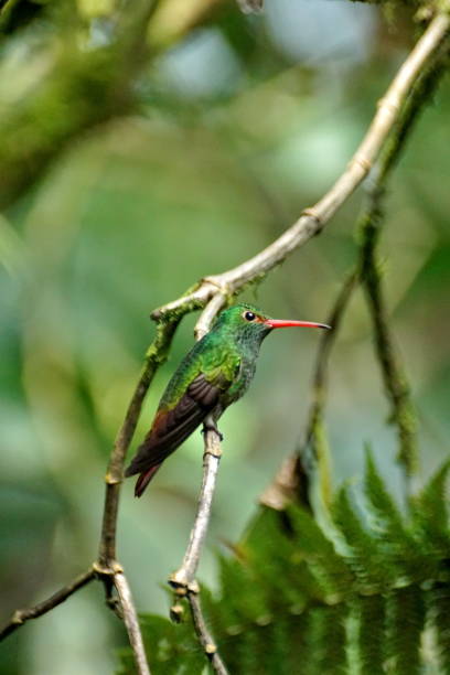 istock Hummingbird in Mindo, Ecuador 944310174