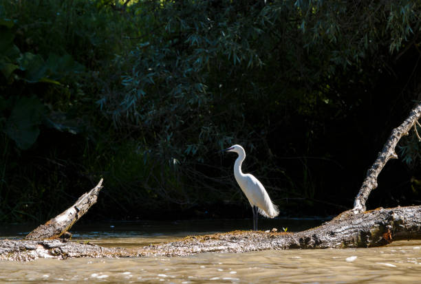 istock Little Egret Egretta garzetta on a dead branch, Danube Delta. 944310442