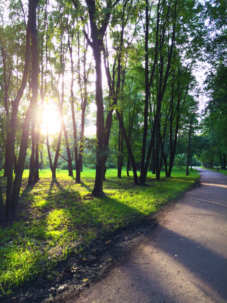 istock The sun shining through trees in park 944310838