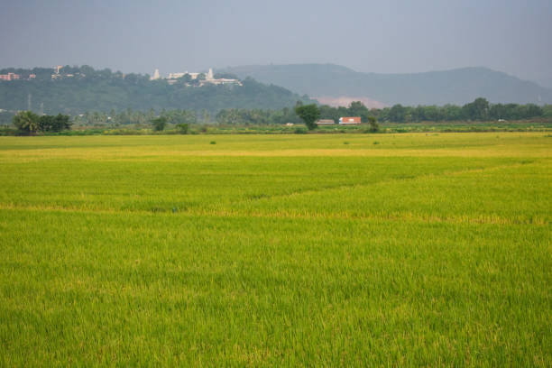 This snap belong  to paddy farming land looking very good. Every body loves this scenery after see & want to spend some time here.