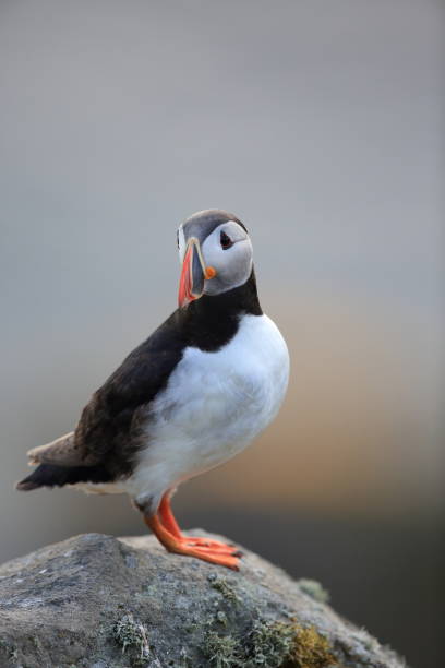 istock Atlantic Puffin or Common Puffin, Fratercula arctica, Norway 944313908