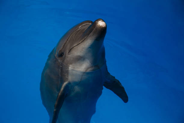 istock Smiling dolphin. dolphins swim in the pool 944314762