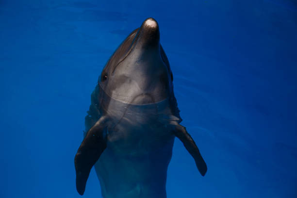 istock Smiling dolphin. dolphins swim in the pool 944314808