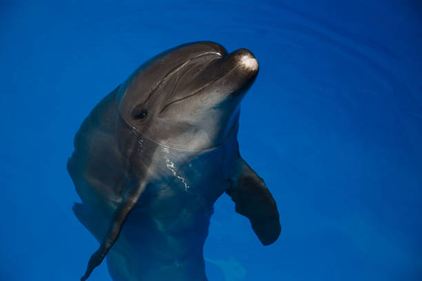 istock Smiling dolphin. dolphins swim in the pool 944314972