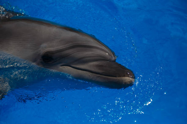 istock Smiling dolphin. dolphins swim in the pool 944315032