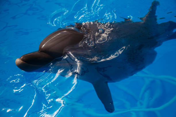 istock Smiling dolphin. dolphins swim in the pool 944315036