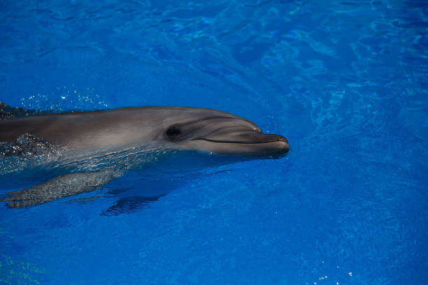 istock Smiling dolphin. dolphins swim in the pool 944315126