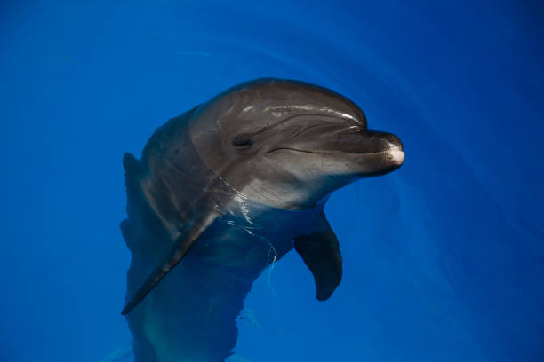istock Smiling dolphin. dolphins swim in the pool 944315154