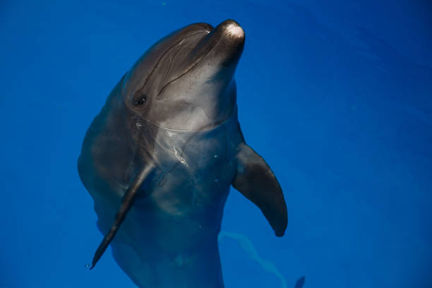 istock Smiling dolphin. dolphins swim in the pool 944315178