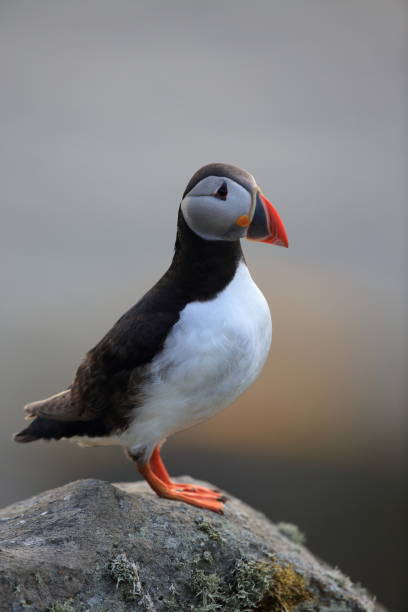 Atlantic Puffin or Common Puffin, Fratercula arctica, Norway