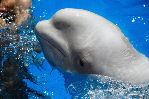 istock beluga whale (white whale) in water 944317594