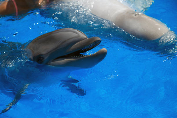 istock Smiling dolphin. dolphins swim in the pool 944317614