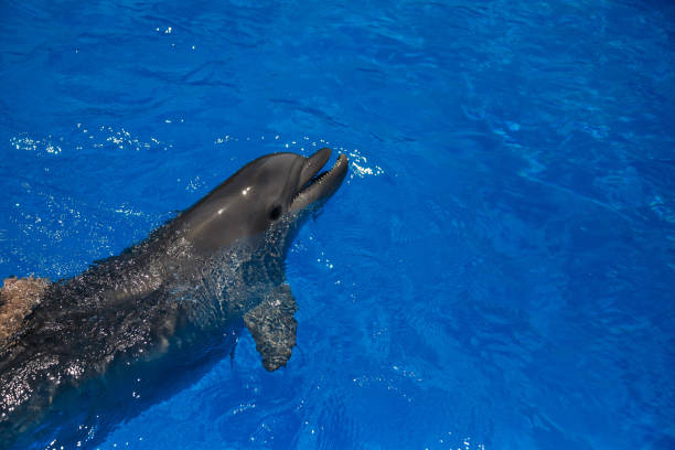 istock Smiling dolphin. dolphins swim in the pool 944317846