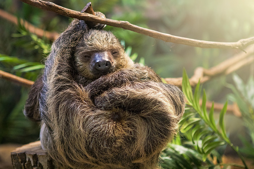 A cute sloth sleeping as he hangs from a vine.