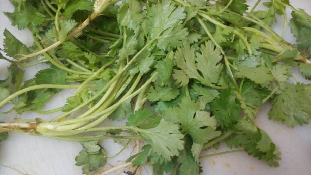 istock Coriander leaves plant 944318718