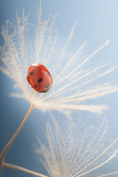 Ladybug and dandelion, macro shot, on blue background. ladybird.
