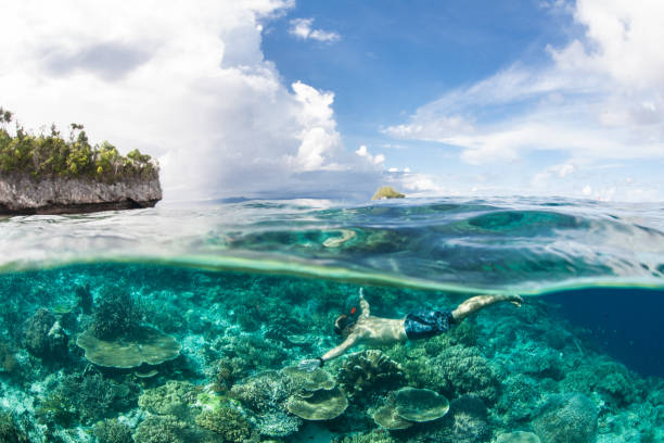 istock Snorkeler and Reef in Raja Ampat 944324188