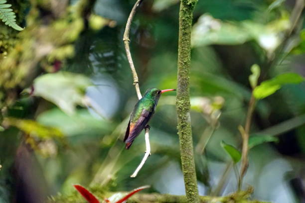 istock Hummingbird in Mindo, Ecuador 944324428