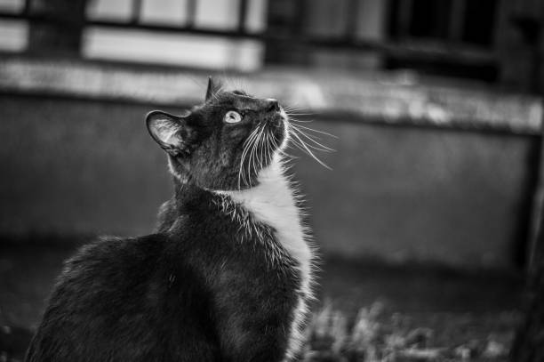 istock Close-Up Portrait Of Cat 944324722