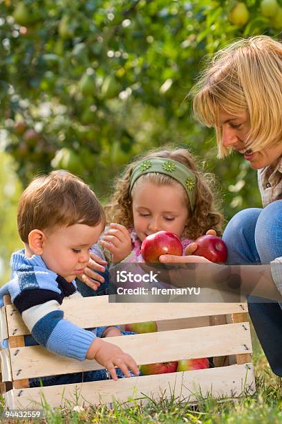 Foto de Família De Colheita De Maçãs e mais fotos de stock de Adulto - Adulto, Agricultura, Alimentação Saudável