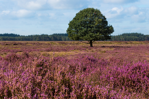 Blooming Heather plants in Heathland landscape during sunrise in summer in the Veluwe nature reserve at the start of a beautiful warm summer day with some fog over the heath.